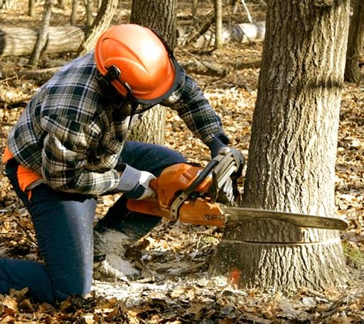Tree Removal in Claremont, SD